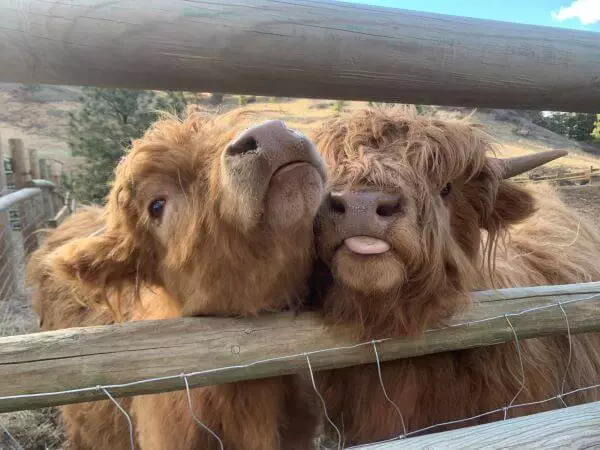 Two red highland cows sticking their head through a wooden fence.