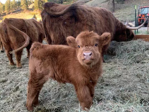 baby highland cow