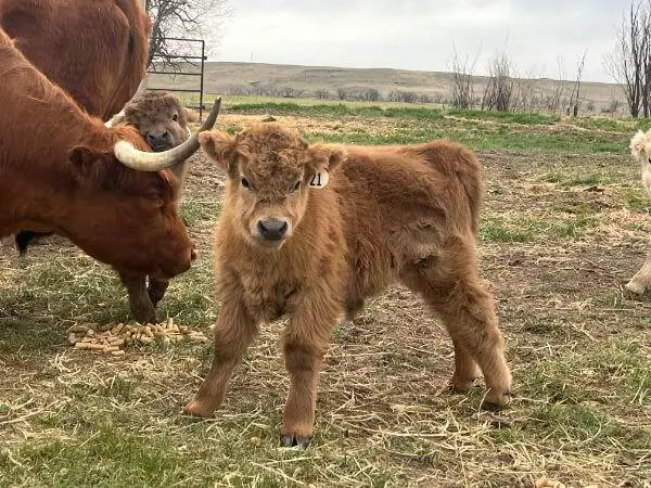 Number 21 Red highland bull calf for sale in Montana.