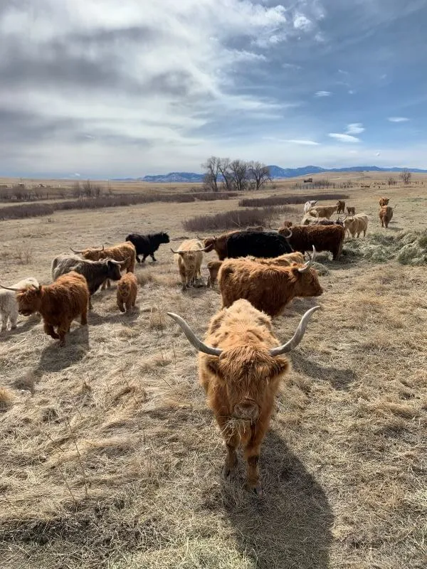 Highland Cattle For Sale In Montana Lil Valley Ranch