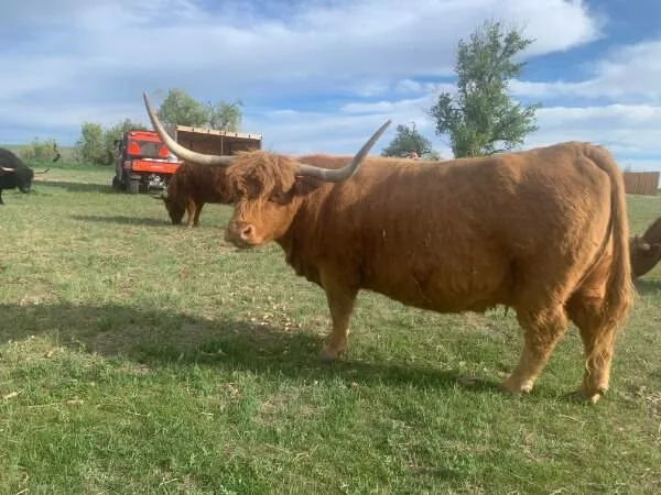 27+ Highland Cattle For Sale Colorado