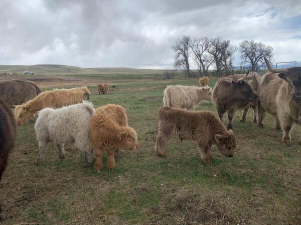 highland cattle for sale montana
