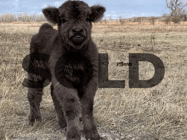 registered scottish highland cattle for sale