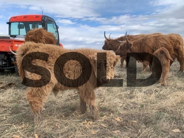 scottish highland cattle for sale near me