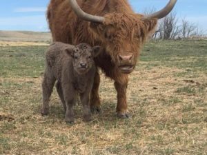 highland cattle for sale montana highland cattle for sale montana