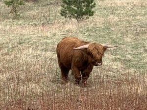 highland cattle for sale montana
